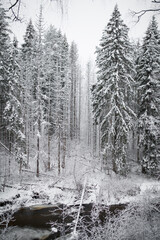 snow on trees in winter forest