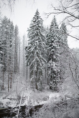 snow on trees in winter forest