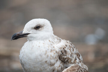 Yellow-legged gull (Larus michahellis) juvenile on a sand beach in Liguria, Italy.