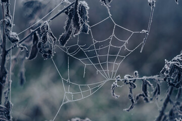 Frozen spider web background winter. Frozen nature. A cobweb on the grass in a woods covered by...