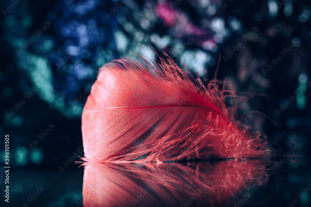 Poster Beautiful red Bird feather on a bokeh background.  Pattern background for design texture.  Macro view photography.