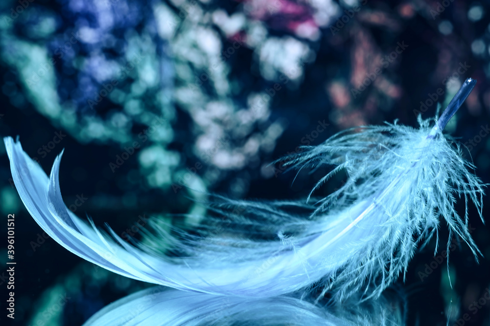 Poster Beautiful blue Bird feather on a bokeh background.  Pattern background for design texture.  Macro view photography.