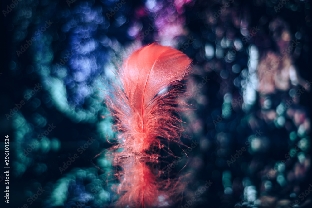 Poster Beautiful red Bird feather on a bokeh background.  Pattern background for design texture.  Macro view photography.
