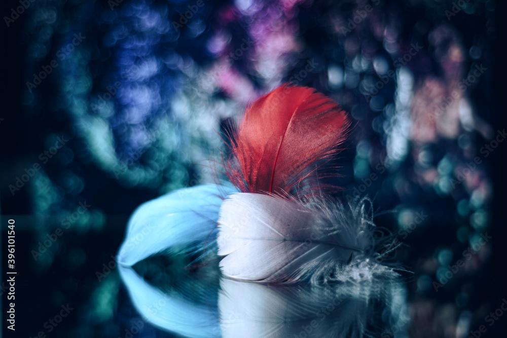 Poster Beautiful Bird feathers on a bokeh background.  Pattern background for design texture.  Macro view photography.