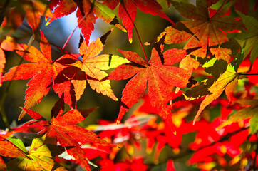 Autumn Leaves Close Up