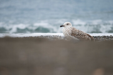 Yellow-legged gull (Larus michahellis) juvenile on a sand beach in Liguria, Italy.