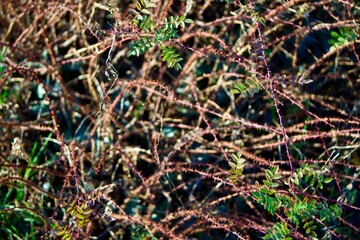 close up of naked branches on a rose bush, for backgrounds