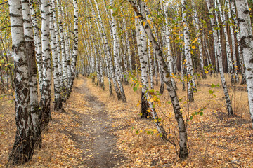 
birch grove in autumn, yellow leaves on a path in birch trees