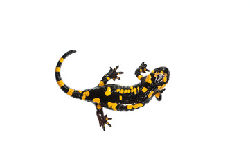 Fire salamander (Salamandra salamandra) on white background, Italy.