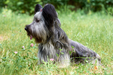 Sky Terrier dog walks in the Park in the summer.