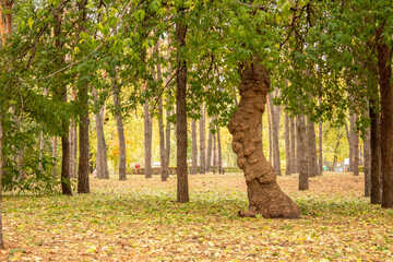 
autumn in the forest, yellow grass and leaves