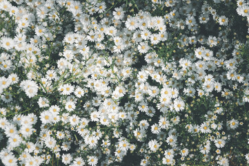 Lovely blossom daisy flowers background. top  view and vintage tone.