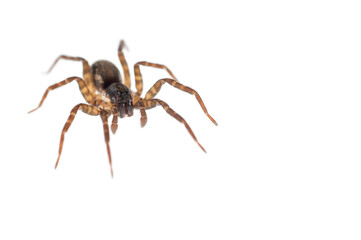 Wolf spider (Pirata hygrophilus) on white background.