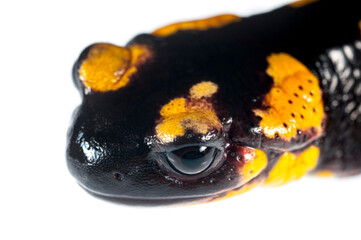 Fire salamander (Salamandra salamandra) on white background, Italy.