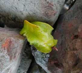 partially consumed starfruit in natural background