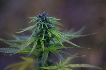 Marijuana grows on the street. Hemp in the wild. 