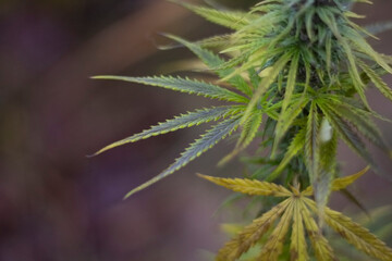 Marijuana grows on the street. Hemp in the wild. 