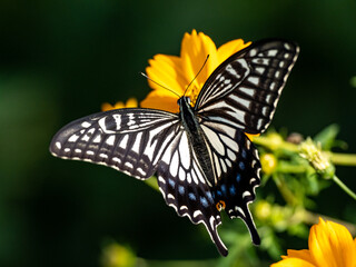 Chinese Yellow Swallowtail feeding from flowers 7