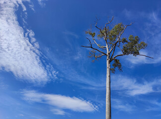 The dipterocarpus alatus trees with blue sky is background.