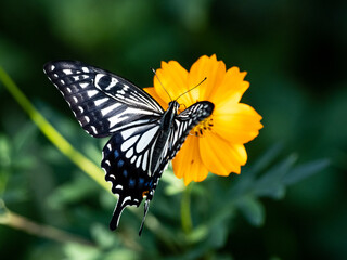 Chinese Yellow Swallowtail feeding from flowers 8