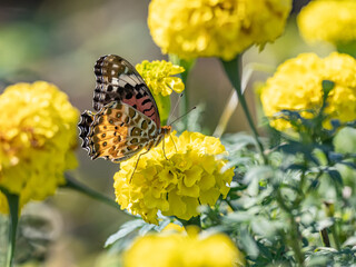 Tropical fritillary butterfly perched on flowers 1
