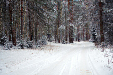 Winter frosty day in a beautiful snowy forest. Pine forest covered with snow. The road in the snowy forest.