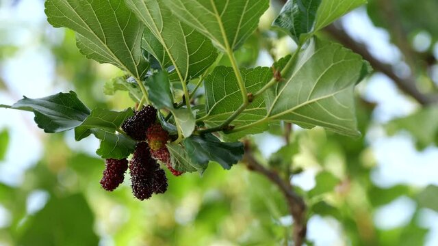 Mulberries on tree Mulberry is a healthy food. have a lot of antioxidants, fiber, vitamin C, Help lower cholesterol levels, good for skin