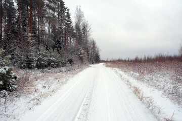 Winter frosty day in a beautiful snowy forest. Pine forest and snow-covered field.