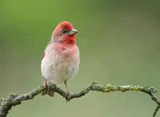 Common rosefinch ( carpodacus erythrinus ) male