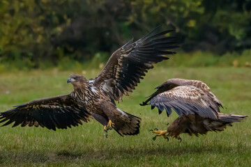 White Tailed Eagle (Haliaeetus albicilla) in flight. Also known as the ern, erne, gray eagle, Eurasian sea eagle and white-tailed sea-eagle. Wings Spread. Poland, Europe. Birds of prey.