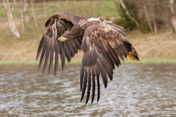 White Tailed Eagle (Haliaeetus albicilla) in flight. Also known as the ern, erne, gray eagle, Eurasian sea eagle and white-tailed sea-eagle. Wings Spread. Poland, Europe. Birds of prey.