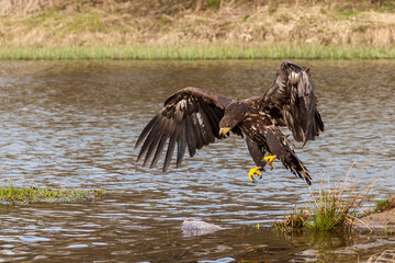 White Tailed Eagle (Haliaeetus albicilla) in flight. Also known as the ern, erne, gray eagle, Eurasian sea eagle and white-tailed sea-eagle. Wings Spread. Poland, Europe. Birds of prey.