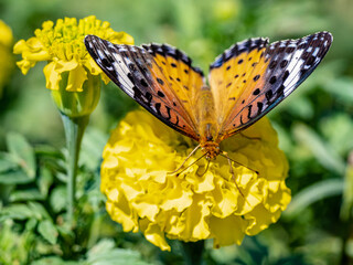 Tropical fritillary butterfly perched on flowers 5
