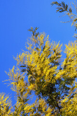 Spring flowers. Acacia dealbata tree in bloom against blue sky on sunny day. Free space for text