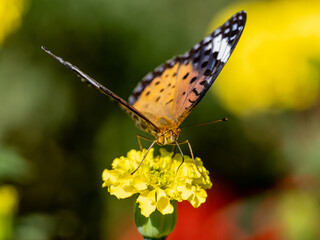 Tropical fritillary butterfly perched on flowers 7