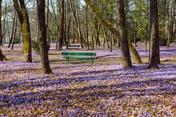 Sunny spring day in the park.  Montenegro, Cetinje city. Crocus flowers among dry autumn leaves