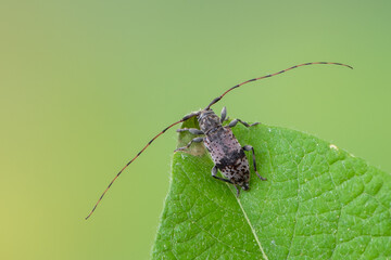 longhorn beetle - Leiopus nebulosus - insects