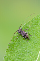 longhorn beetle - Leiopus nebulosus - insects