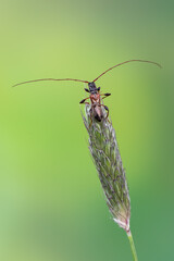 insect - longhorn beetle - Molorchus minor