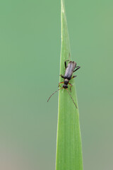 insect - longhorn beetle - Grammoptera ruficornis