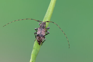longhorn beetle - Leiopus nebulosus - insects