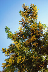 Fototapeta premium Acacia dealbata tree in bloom on sunny spring day