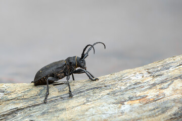 a Weaver beetle - Lamia textor - longhorn beetle