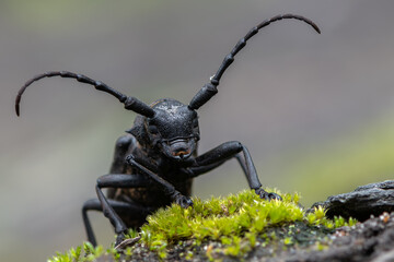 a Weaver beetle - Lamia textor - longhorn beetle