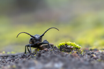 a Weaver beetle - Lamia textor - longhorn beetle
