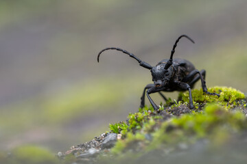a Weaver beetle - Lamia textor - longhorn beetle