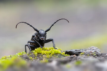 a Weaver beetle - Lamia textor - longhorn beetle