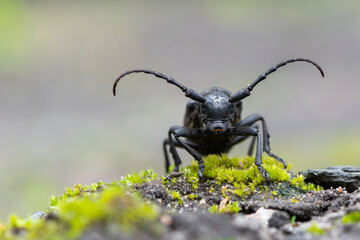a Weaver beetle - Lamia textor - longhorn beetle
