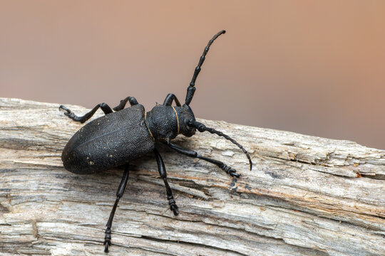 a Weaver beetle - Lamia textor - longhorn beetle