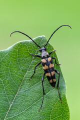 insect - longhorn beetle - Leptura quadrifasciata